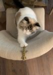 Kitty Lizard Articulated Cat Toy