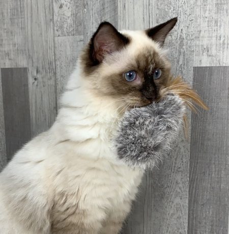 4-pack of rabbit & feathers cat toys