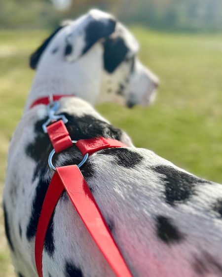 Stop large dogs from pulling! (30 lbs. and Up)