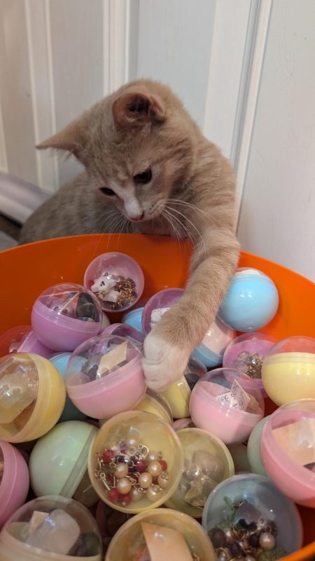 Cheeto's Choice Mystery Capsules - My Cat Chooses Your Prize!